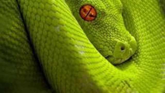 Обложка курса «Python 3» на Stepik