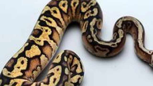 Обложка курса «python для начинающих» на Stepik