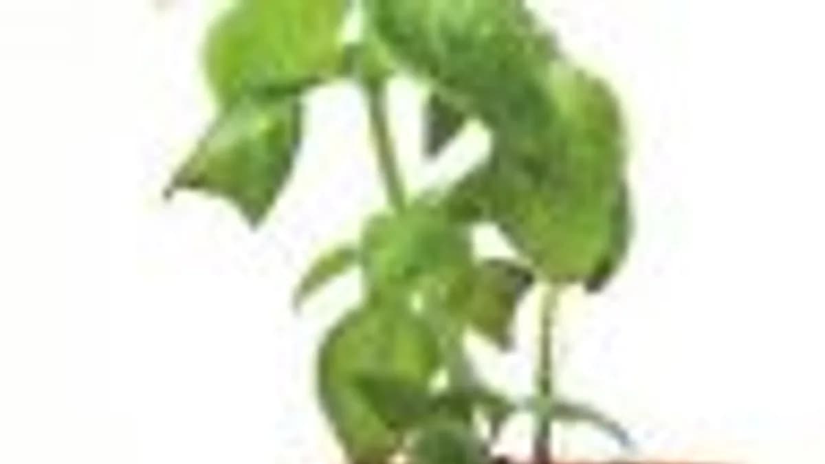 Обложка курса: Распродажа от Дмитрий Валак. Площадка: Складчик