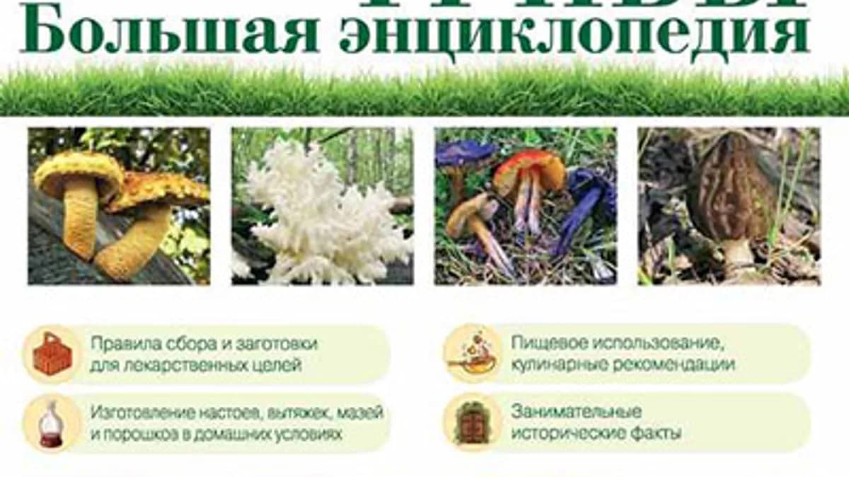 Обложка курса: Рецепты народной медицины, натуротерапия, лечебные грибы. Площадка: Складчик