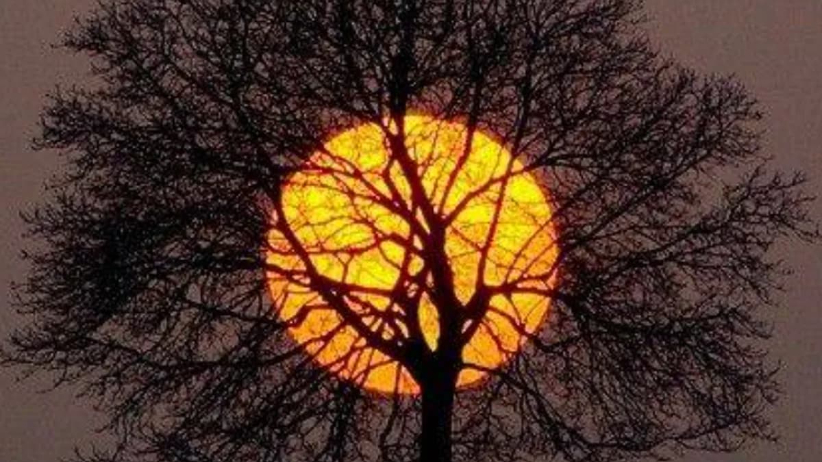 Обложка курса: Родовое дерево - Нейрографика. Площадка: Складчина.biz
