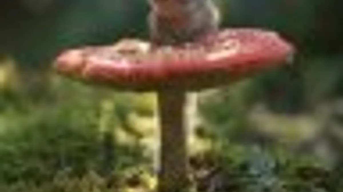 Обложка курса: Самореализация [Дарья Гинзбург]. Площадка: Складчик
