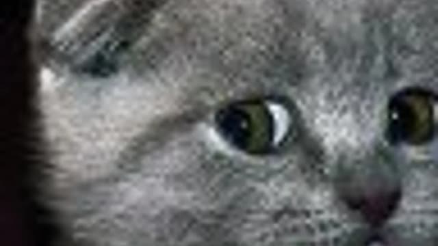 Обложка курса: Секреты аудирования [Диана Семенычева]. Площадка: Складчик