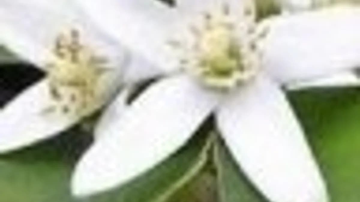 Обложка курса: Шикарная попка. Площадка: Складчик