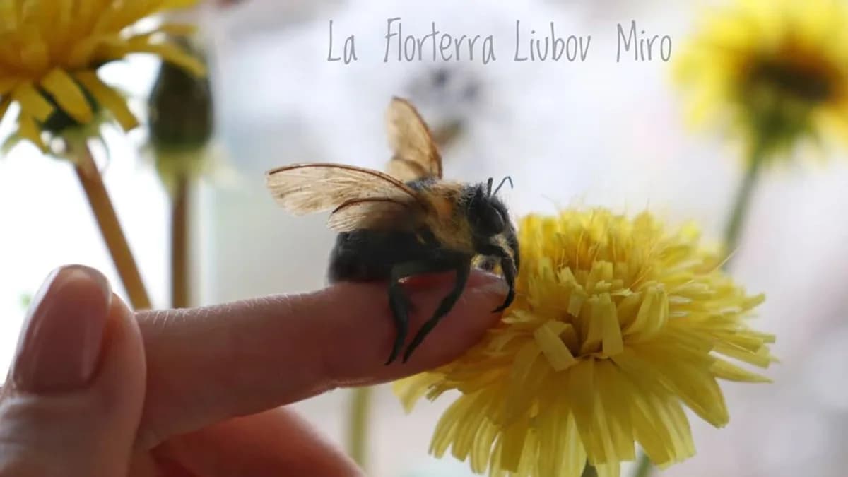 Обложка курса: Шмель [laflorterra]. Площадка: Складчик