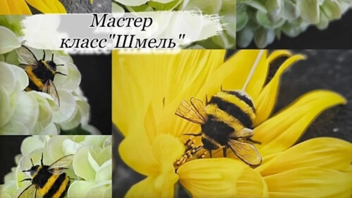 Обложка курса: Шмель (Юлия Козина). Площадка: Складчина.biz