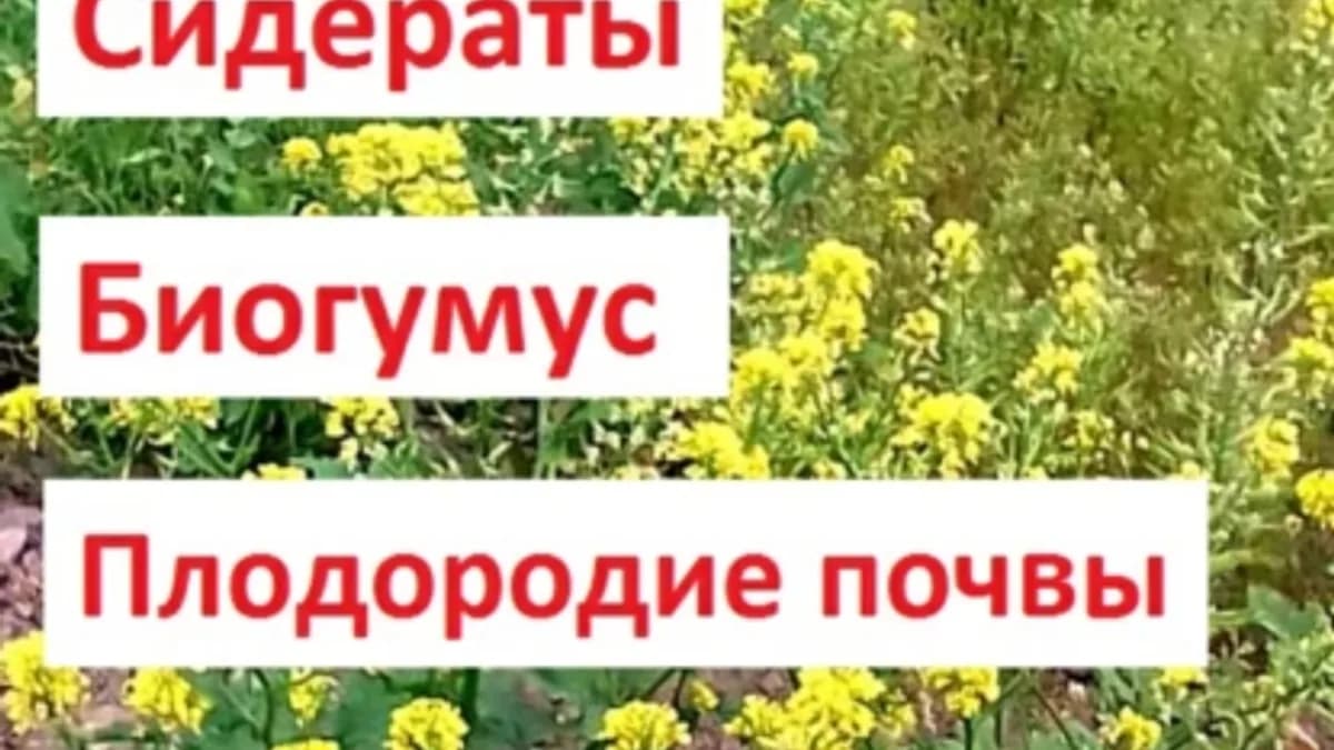 Обложка курса: Сидераты. Биогумус. Плодородие почвы [Галина Магазева]. Площадка: Складчик