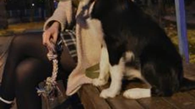 Обложка курса «Собаки и послушание» на Stepik