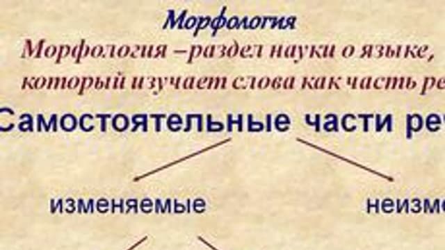 Обложка курса «Страна Морфология» на Stepik