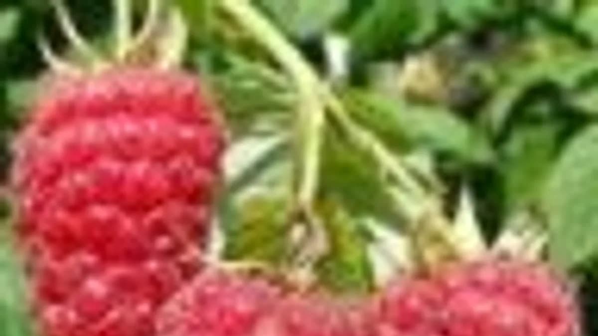 Обложка курса: Tаймеры 2.0 [Muse]. Площадка: Складчик