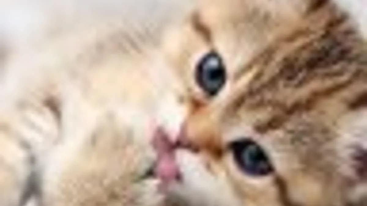 Обложка курса: [Тедди] Большой милаха. Площадка: Складчик