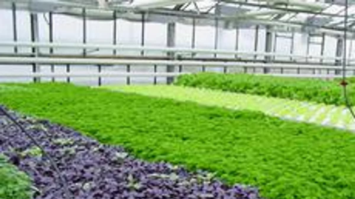 Обложка курса «технология выращивания зелени» на Stepik