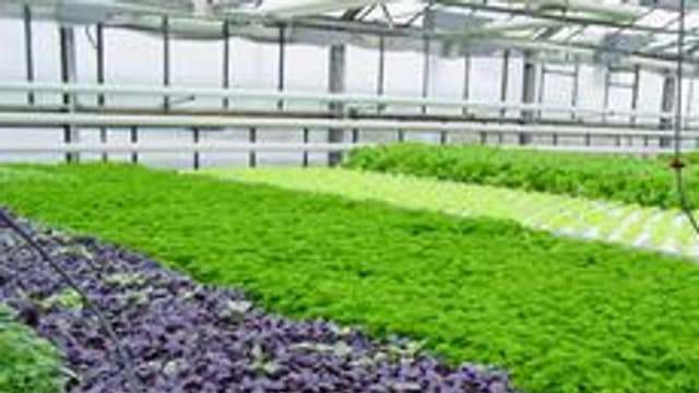 Обложка курса «технология выращивания зелени» на Stepik