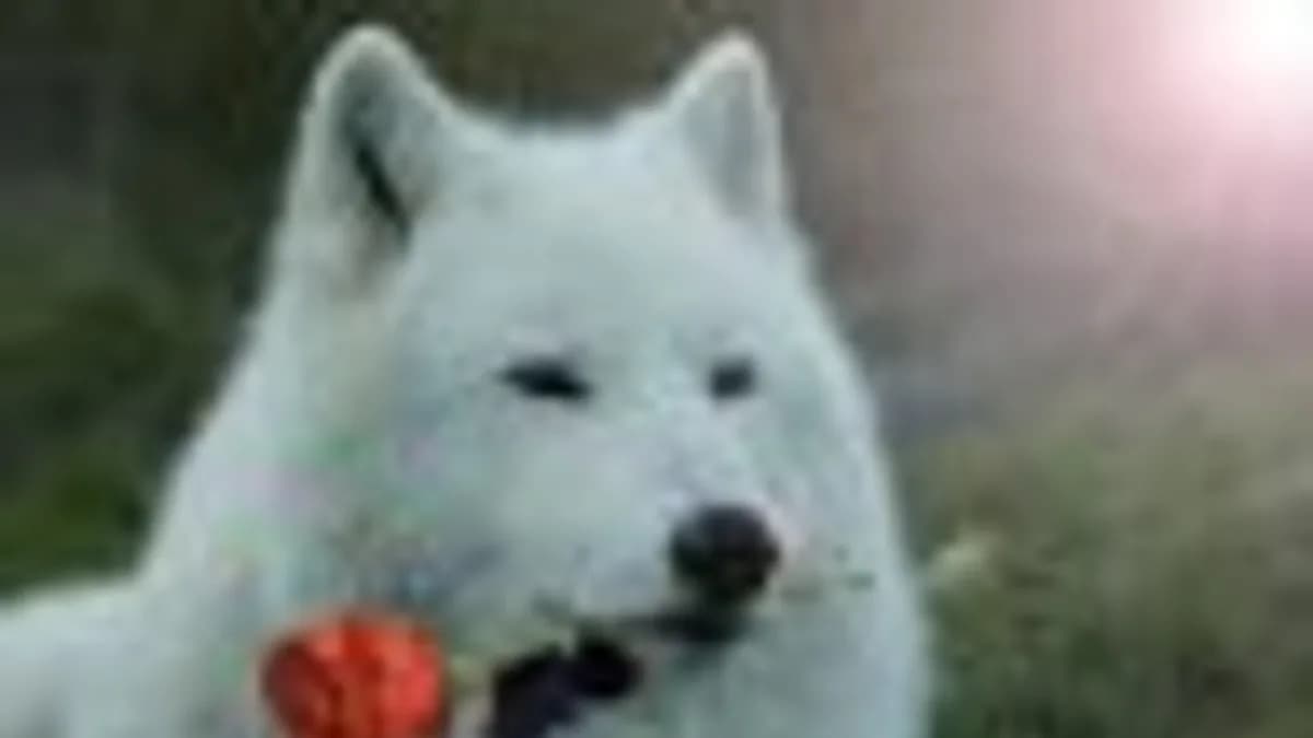 Обложка курса: Трансформация ситуаций [Юджиния Квант]. Площадка: Складчик