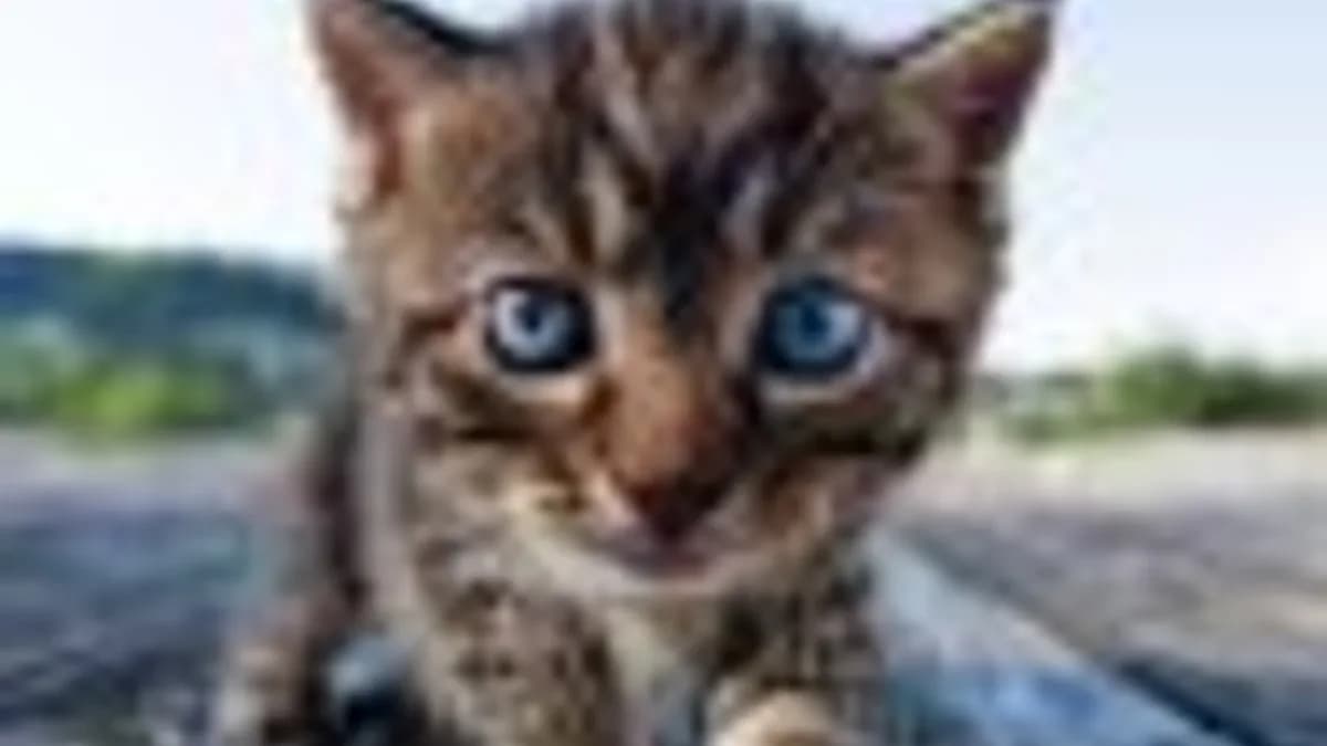 Обложка курса: Трейдинг в рыночный штиль. Площадка: Складчик