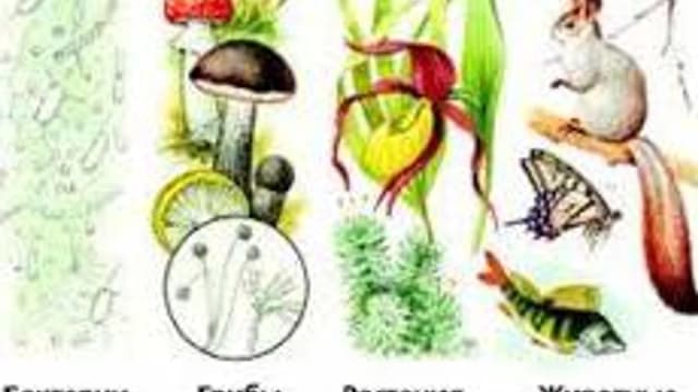Обложка курса «Царства живой природы» на Stepik