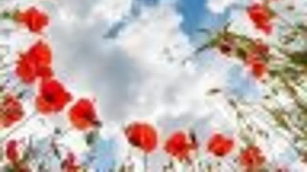 Обложка курса: Цифровой век [Юлия Лукашенкова]. Площадка: Складчик
