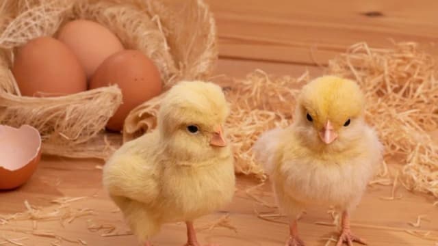 Обложка курса: Цыпленок (Ольга Илюхина). Площадка: Складчина.biz