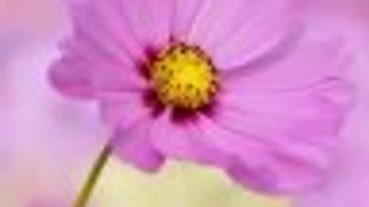 Обложка курса: Цыпочки - стоп [Лариса Вуллингер]. Площадка: Складчик