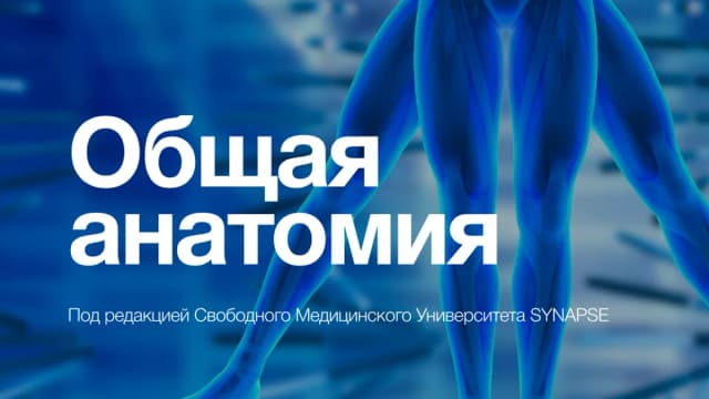 Обложка курса: Учебник по анатомии [Synapse]. Площадка: Складчик