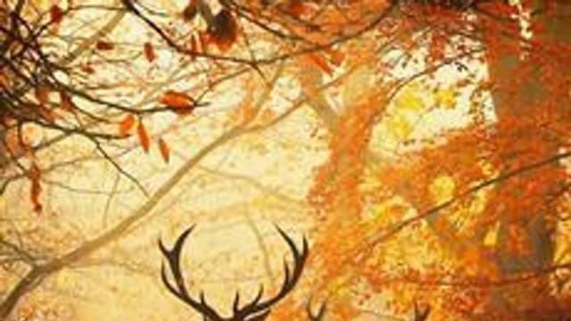 Обложка курса «В мире животных» на Stepik
