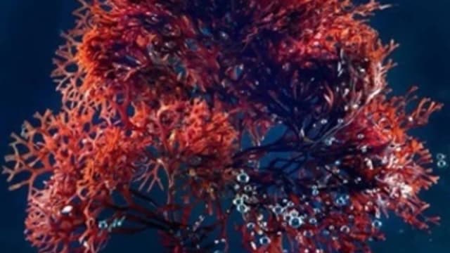 Обложка курса: Водоросли. Наука, практика, перспективы для красоты и здоровья. Площадка: Складчик