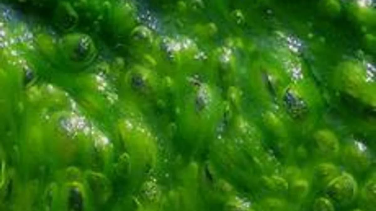 Обложка курса «Водоросли» на Stepik