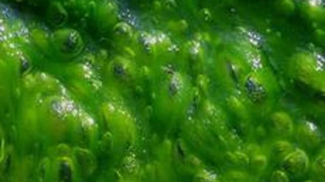 Обложка курса «Водоросли» на Stepik