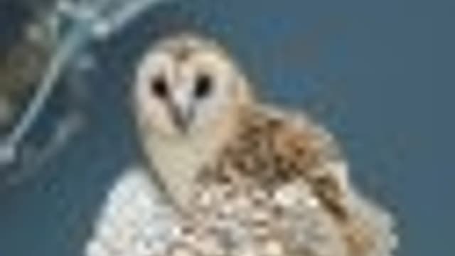Обложка курса: [Вышивка] Совы [Юлия Горина]. Площадка: Складчик