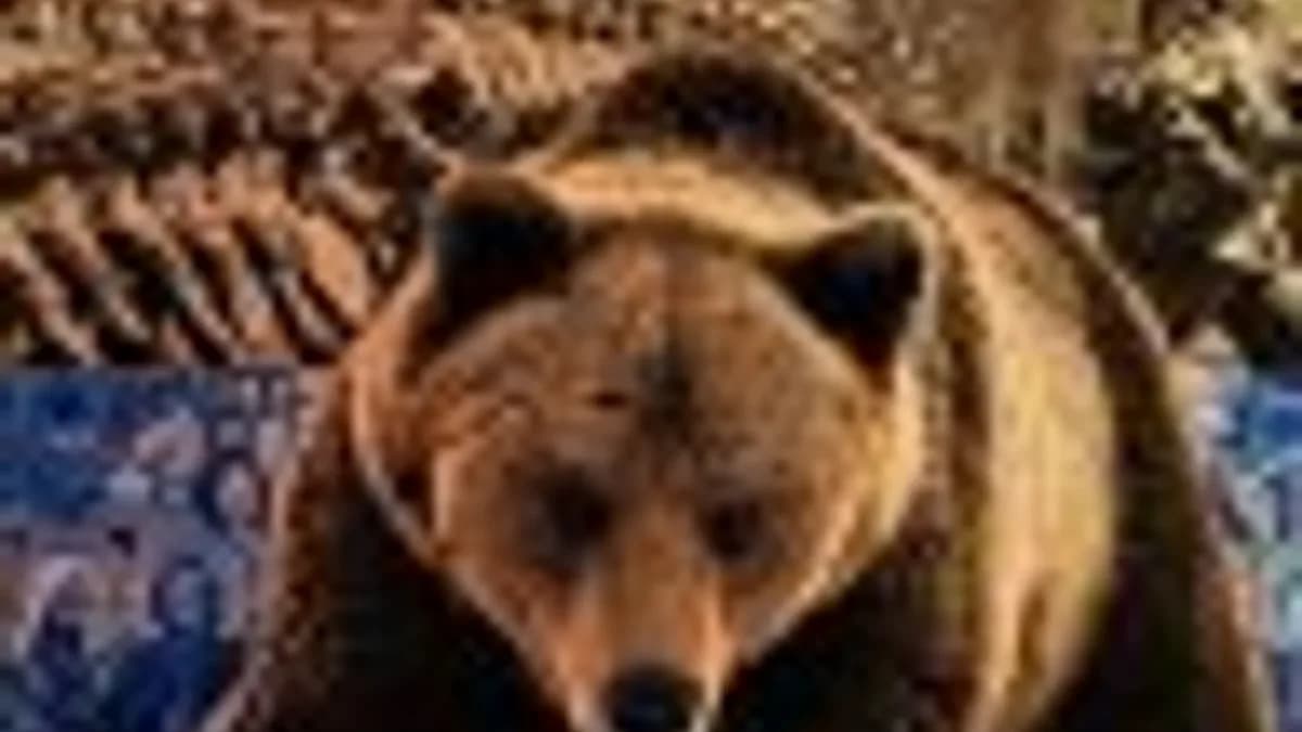 Обложка курса: [WP] LearnDash - перевод плагина на русский язык. Площадка: Складчик