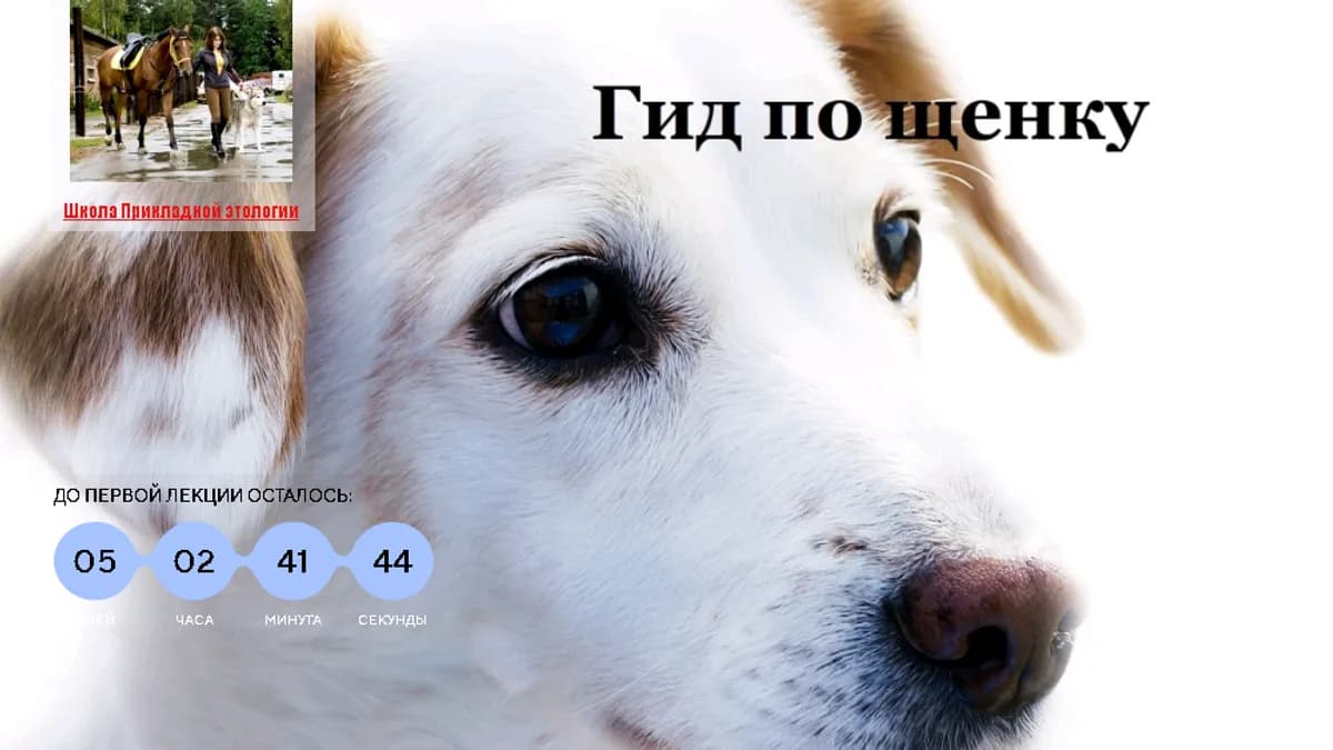 Обложка курса: Гид по щенку - курс видеолекций. Площадка: Складчик