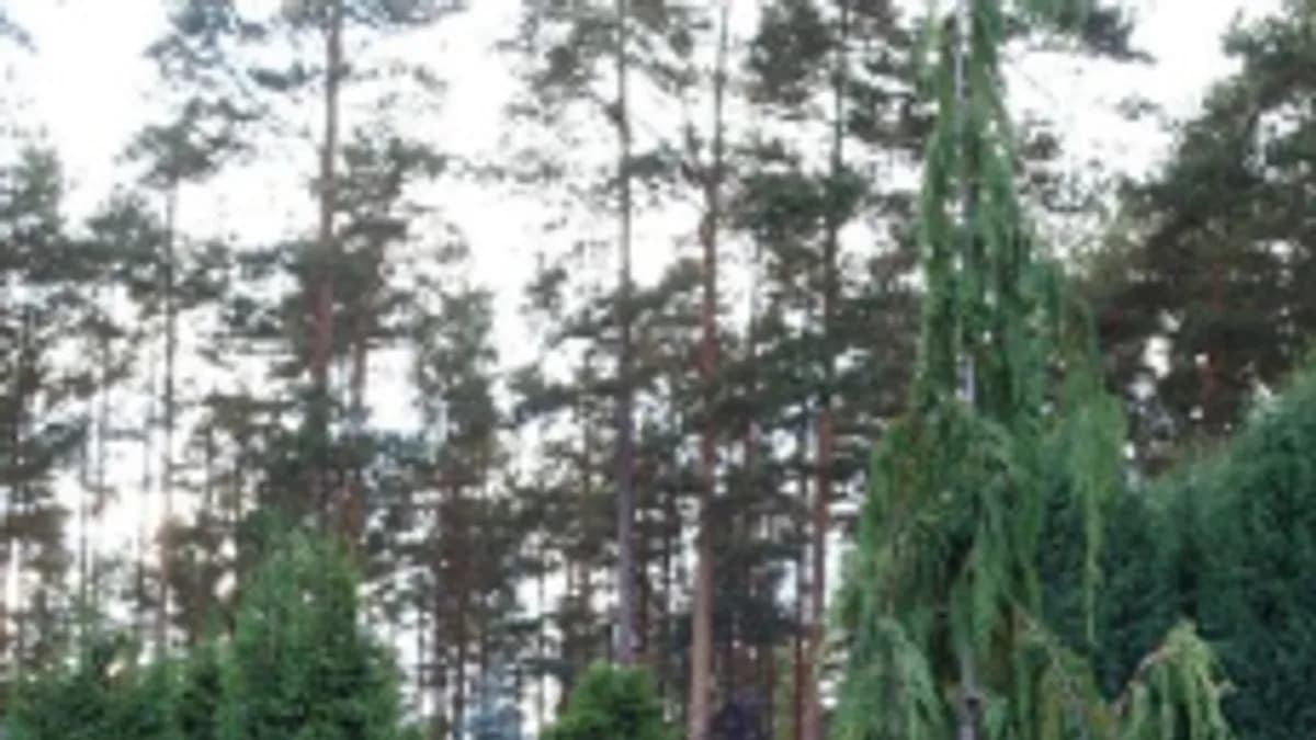 Обложка курса «Голосеменные древесные растения для декоративного садоводства» на Stepik