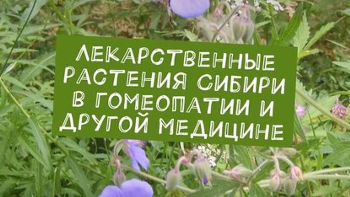 Обложка курса: Лекарственные растения Сибири в гомеопатии и другой медицине. Площадка: Складчик