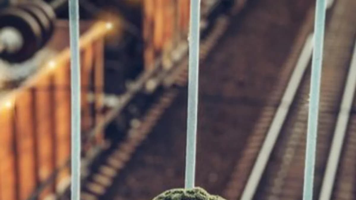 Обложка курса: Мишка Очаровашка (Светлана Раскольникова). Площадка: Складчина.biz