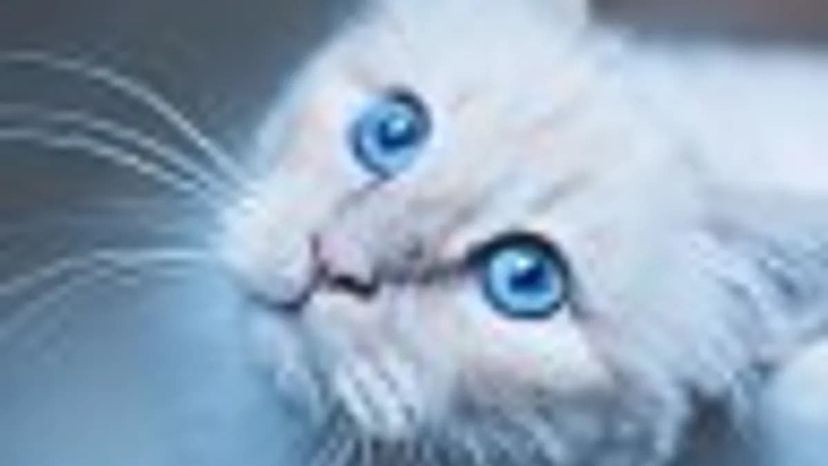 Обложка курса: Онлайн школа шахмат Chessford. 4-12 лет. Первый месяц. Площадка: Складчик