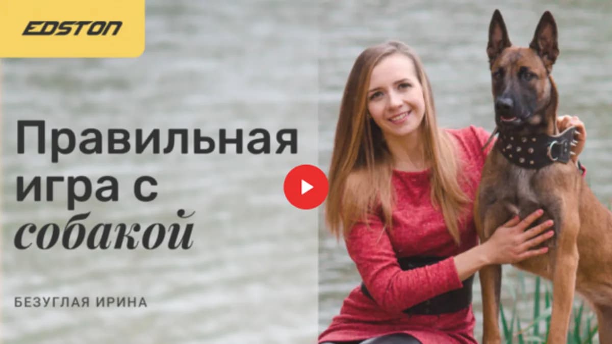 Обложка курса: Правильная игра с собакой (Ирина Безуглая). Площадка: Складчина.biz