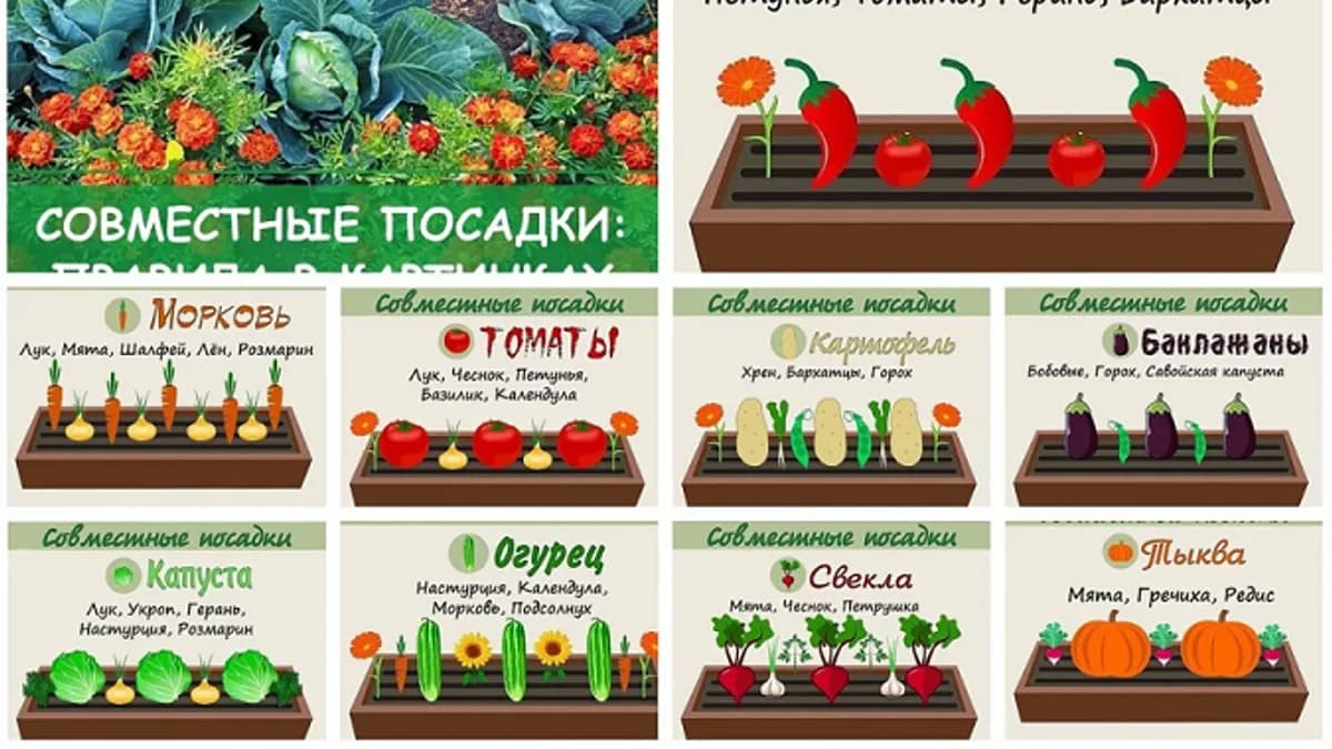 Обложка курса: Семь признаков глупого огорода, или семь способов создать огородные проблемы (Николай Курдюмов). Площадка: Складчина.biz