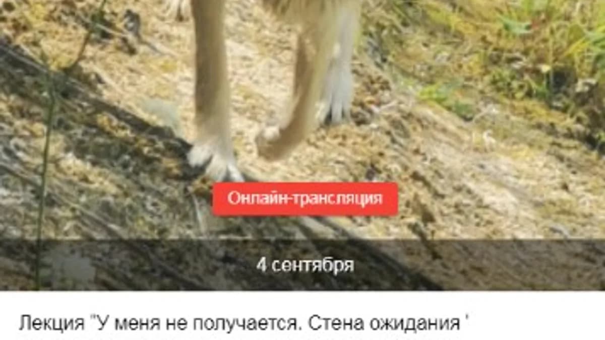 Обложка курса: У меня не получится. Стена ожидания (Наталья Зайцева, Ирина Остапук). Площадка: Складчина.biz
