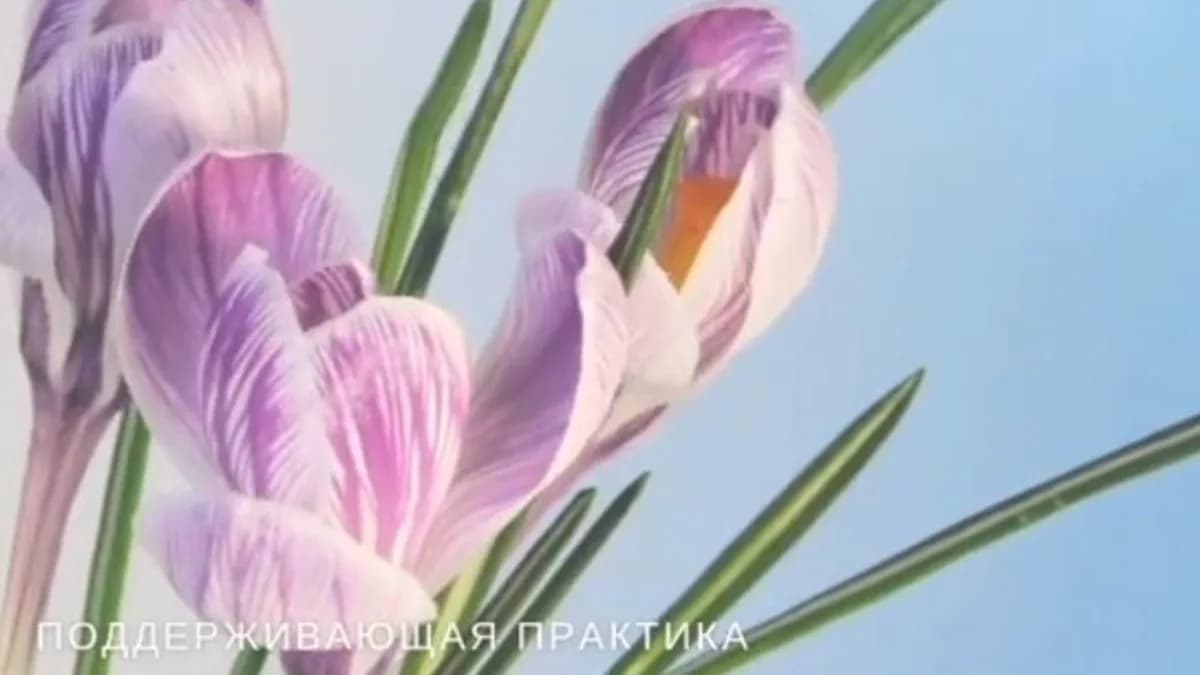 Обложка курса: Вечная молодость и красота (Ирина Чикунова (Хамилия)). Площадка: Складчина.biz