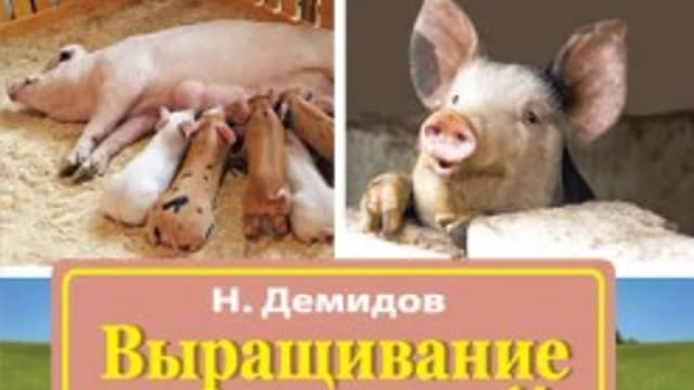 Обложка курса: Выращивание свиней в домашних условиях. Уход и откорм (Николай Демидов). Площадка: Складчина.biz