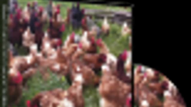 Обложка курса: Высокопродуктивное разведение кур + кролики (комплект из 2-х дисков). Площадка: Складчик